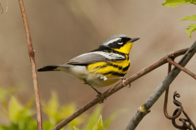 Magnolia Warbler