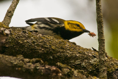 Black-throated Green Warbler