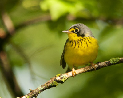 Canada Warbler