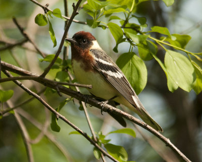 Bay-breasted Warbler