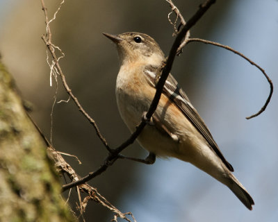 Bay-breasted Warbler (female)