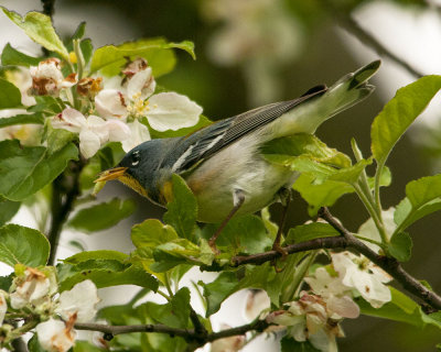 Lunch Time-Northern Parula Style