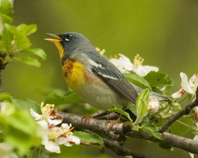 Northern Parula and Apple Blossoms