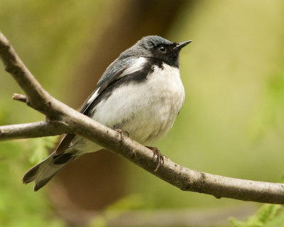 Black-throated Blue Warbler