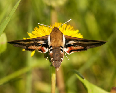 Hummingbird Moth - Back View