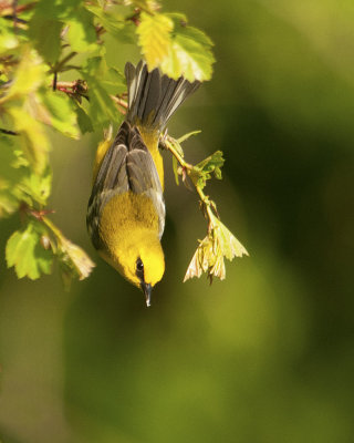 Upside Down Blue-winged Warbler