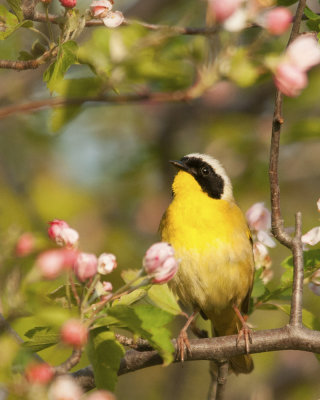 Comon Yellowthroat in Spring Blossoms