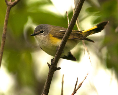 American Redstart