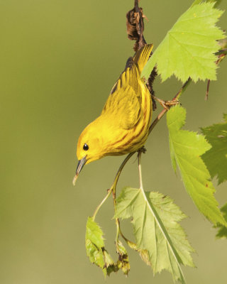 Yellow Warbler with Breakfast