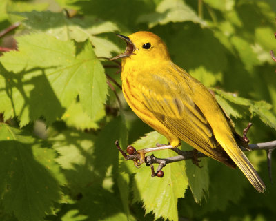 Yellow Warbler with a Song to Sing