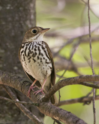 Ovenbird