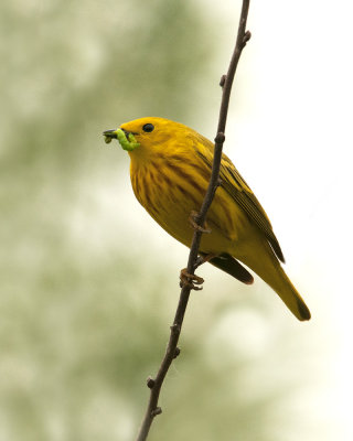 Yellow Warbler (Male with Food)