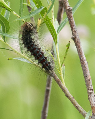 Caterpillar on Willow Branch