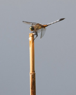Blue Dasher on Reed Stick