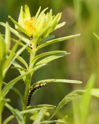 Caterpillar on Wildflower