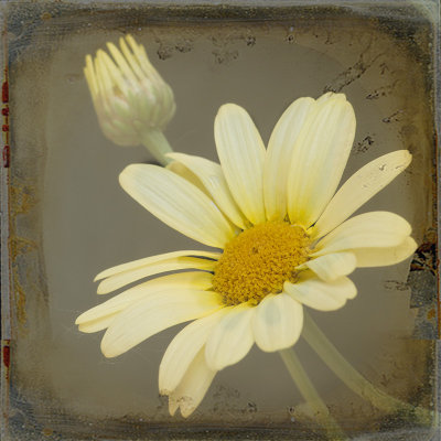Yellow Daisy and Textured Background