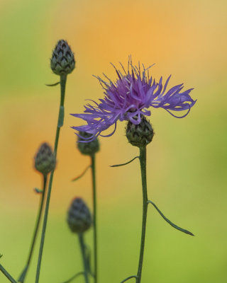 Spotted Knapweed with Butterfly-weed in Background