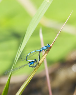 Love is in The Air-Blue Dragonflies Mating