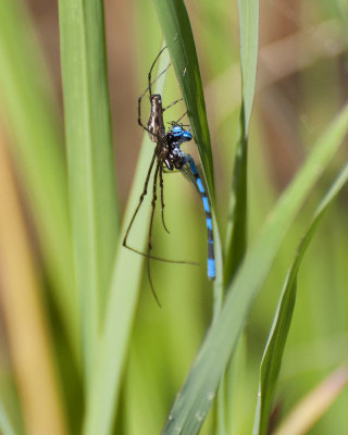 Caught-A spider has caught a blue dragonfly