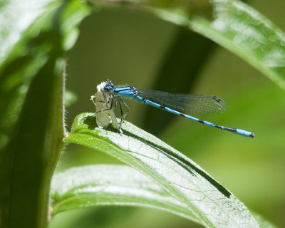 Blue Dragonfly with Prey