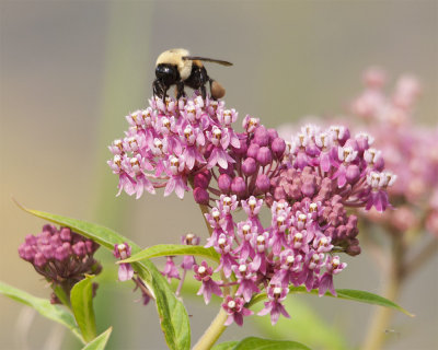 Bumblebee on Joe Pye Weed