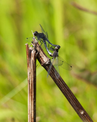 Dot-tailed Whiteface Dragonflies in Love