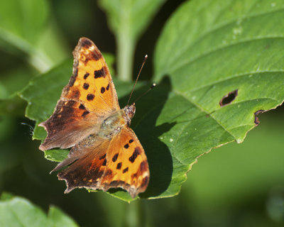 Me and My Shadow-Eastern Comma