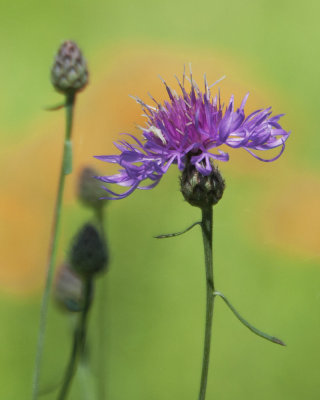 Spotted Knapweed with Butterfly-weed in Background