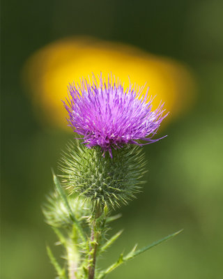 Thistle