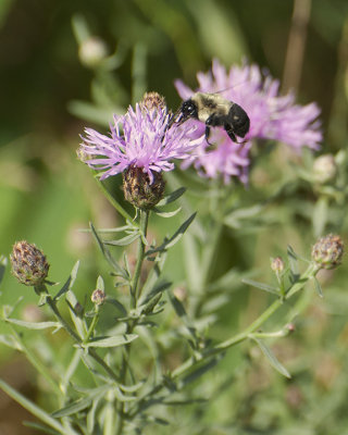 Bumblebee on Knapweed
