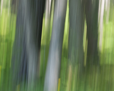Streaked Forest