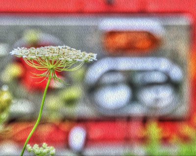 Queen Anne's Lace and fire Engine lights
