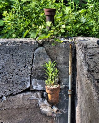 Old Pipes for Planters