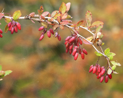 Red Berries and Spider Web