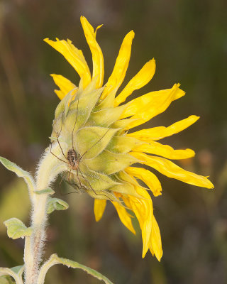 Spider on Sunflower