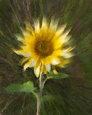 Zooming Sunflower