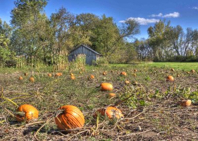 Pumpkin Patch