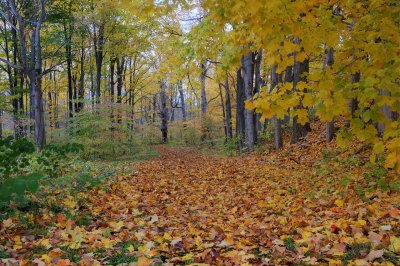 Yellow Pathway