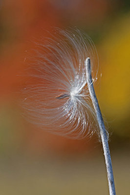 Milkweed Seed and Autumn Colours
