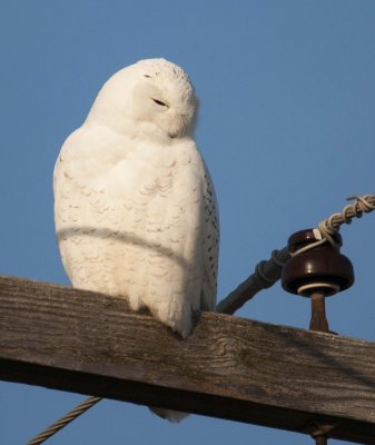 Female Snowy Owl