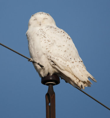 Female Snowy Owl