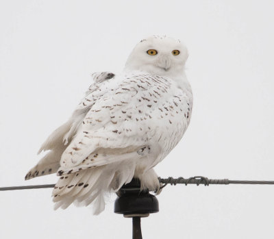 Female Snowy Owl