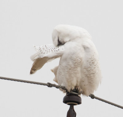 Snowy Owl Preening