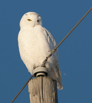 Shy Snowy Owl