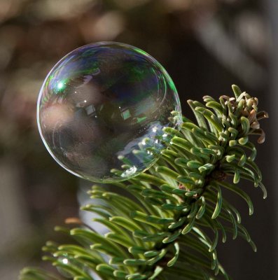 Bubble on Evergreen