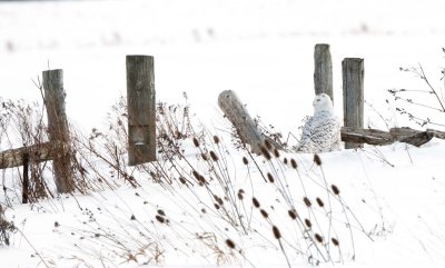 Sitting on the Fence (almost)