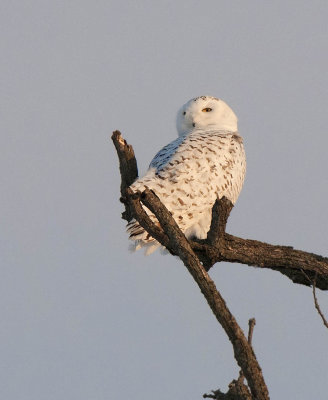 Snowy Owl at Sunset
