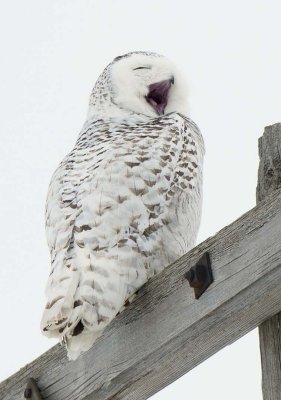 Tired Snowy Owl