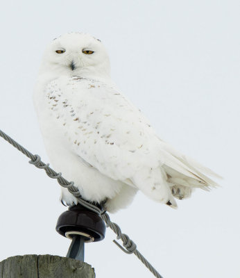 Snowy Owl