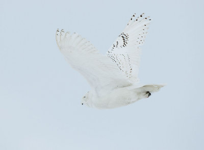 Snowy Owl in flight